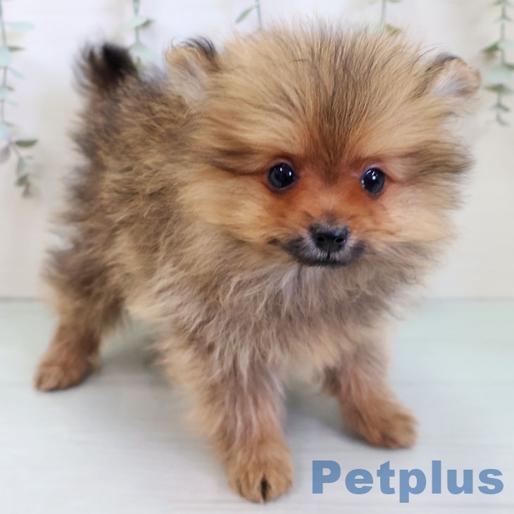 ポメラニアンの写真2