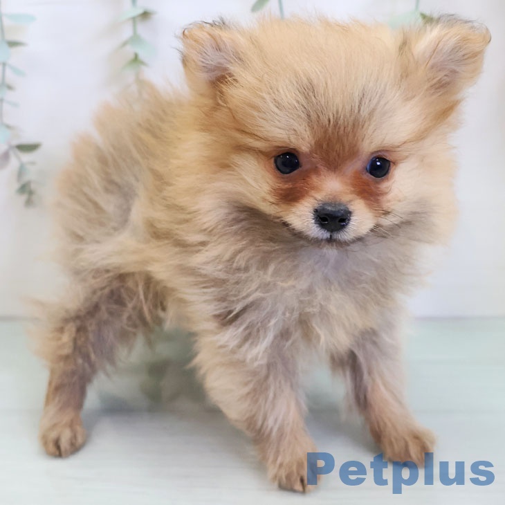 ポメラニアンの写真2