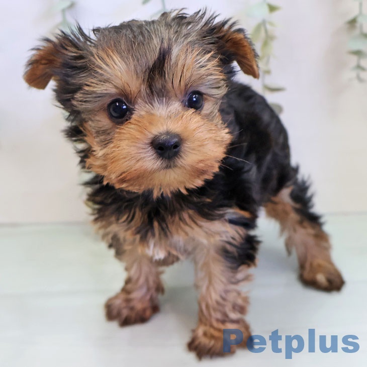 ヨークシャー・テリア