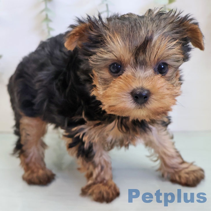 ヨークシャー・テリアの写真2