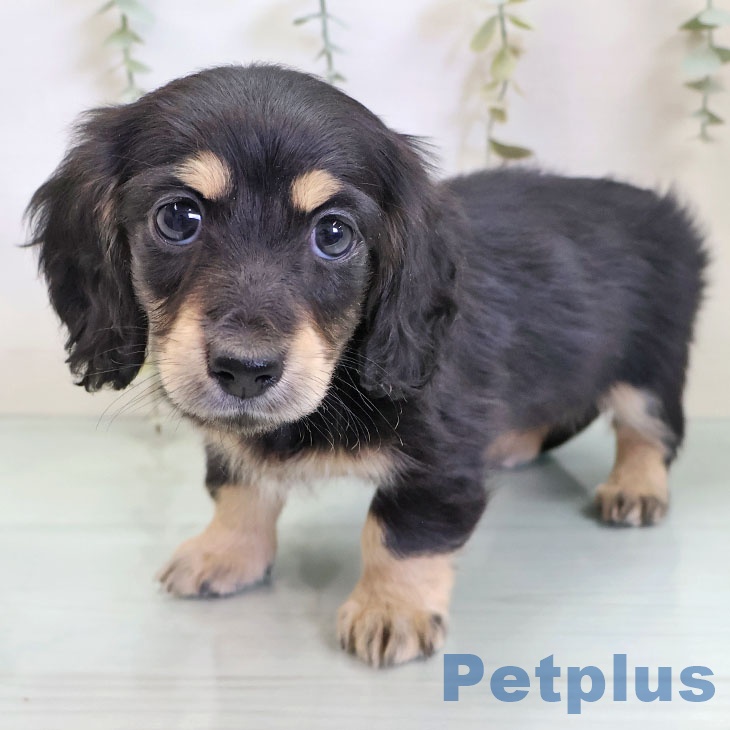 ミニチュア・ダックスフンド