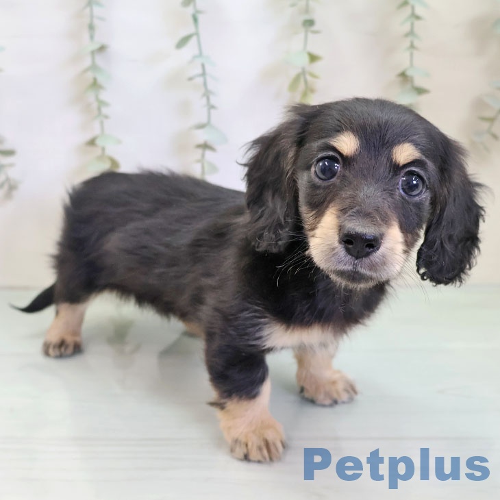 ミニチュア・ダックスフンドの写真2