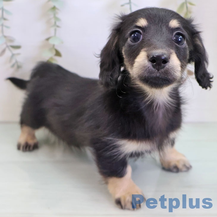 ミニチュア・ダックスフンド