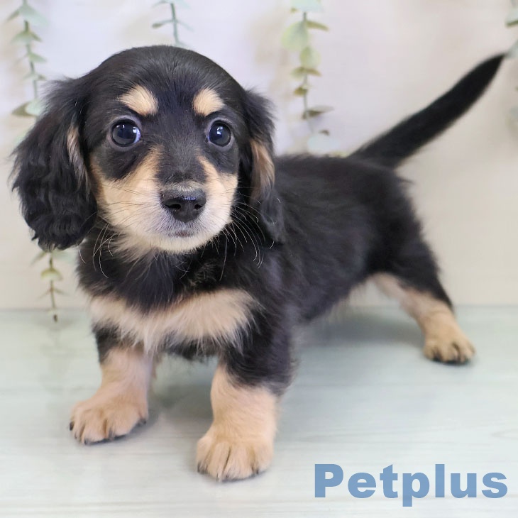 ミニチュア・ダックスフンド