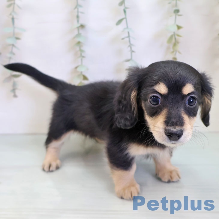 ミニチュア・ダックスフンドの写真2