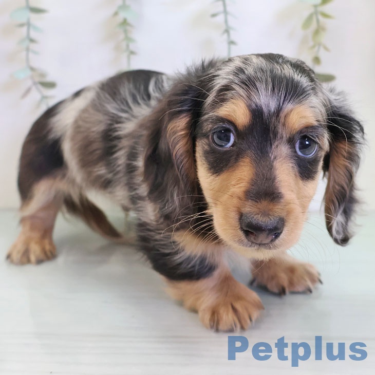 ミニチュア・ダックスフンド