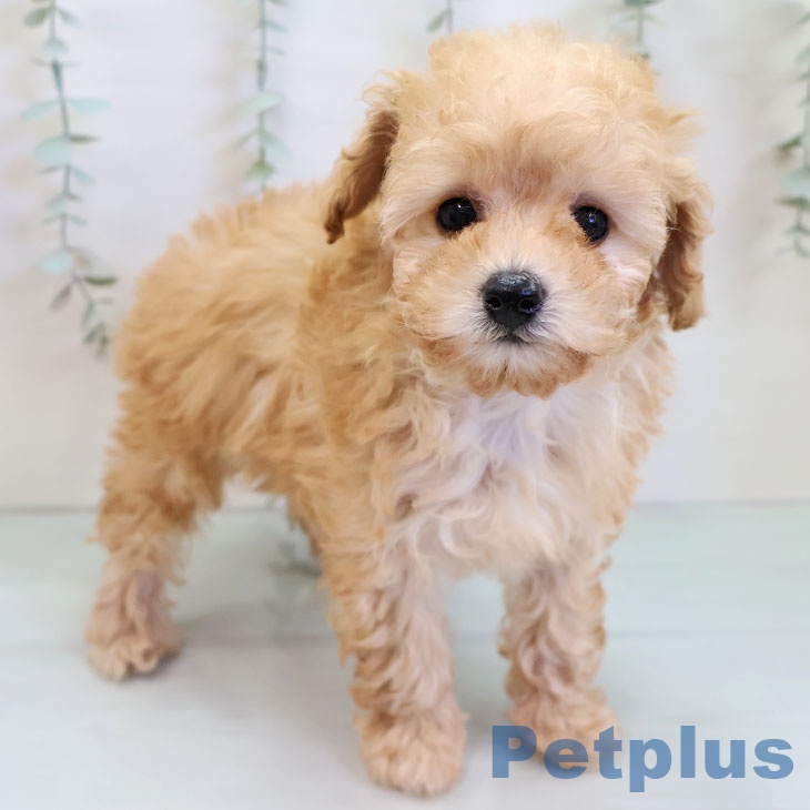 トイ・プードル