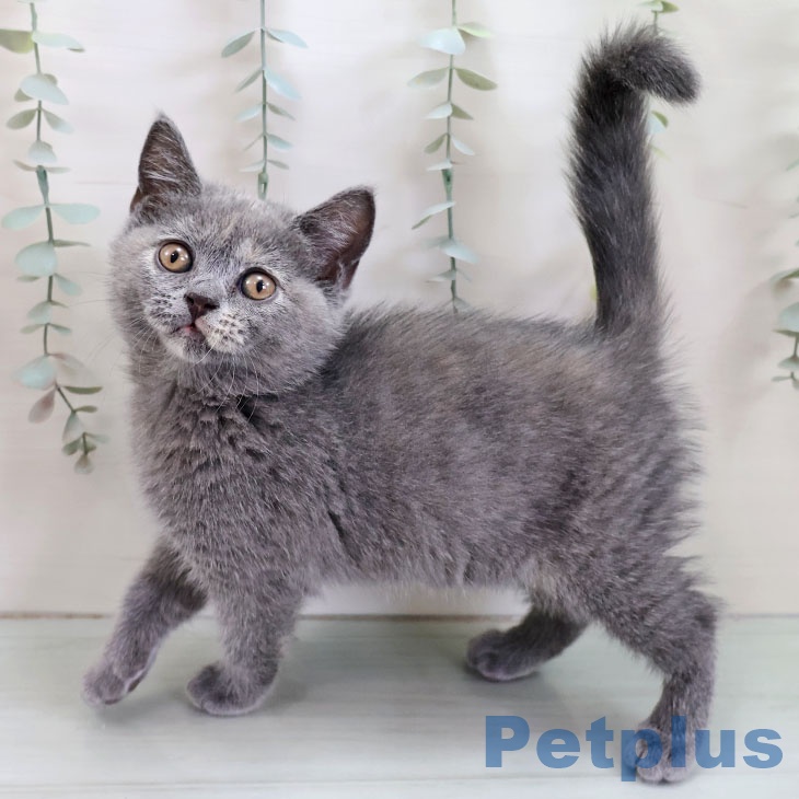 ブリティッシュショートヘア