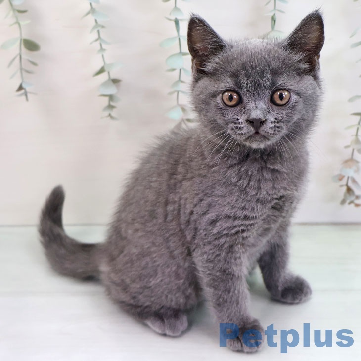 ブリティッシュショートヘア