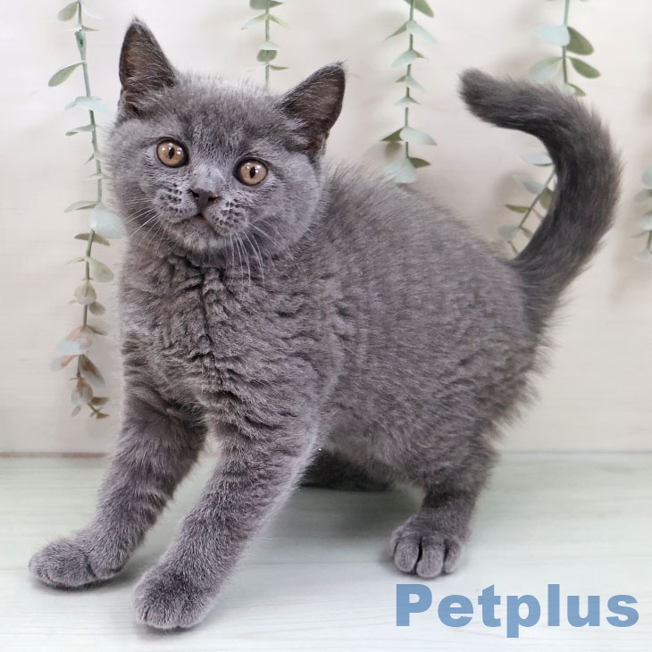 ブリティッシュショートヘアの写真2