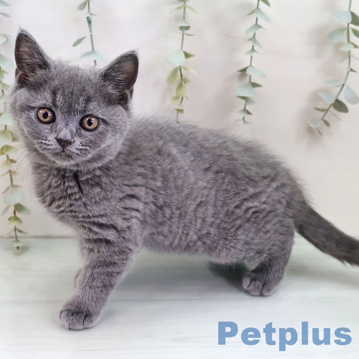 ブリティッシュショートヘア