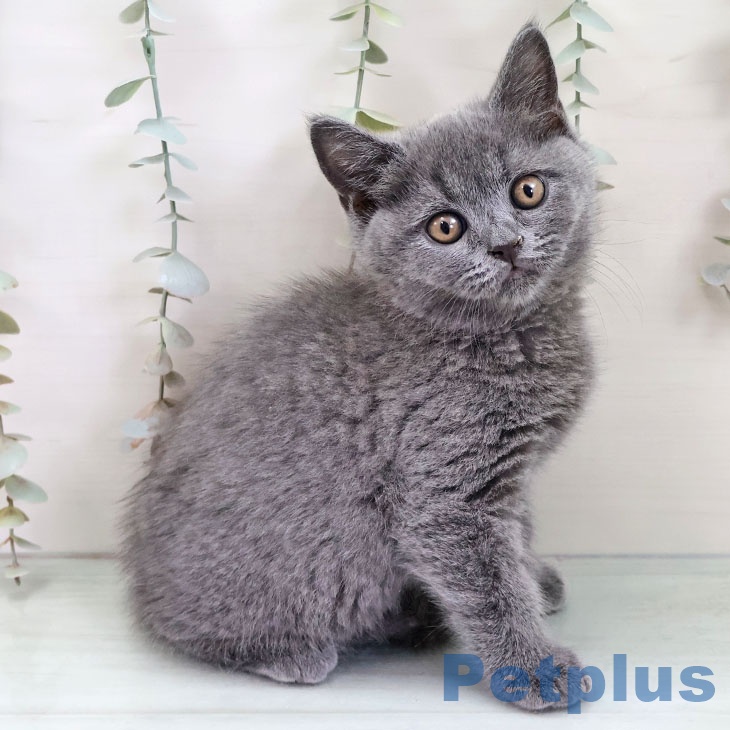 ブリティッシュショートヘアの写真2