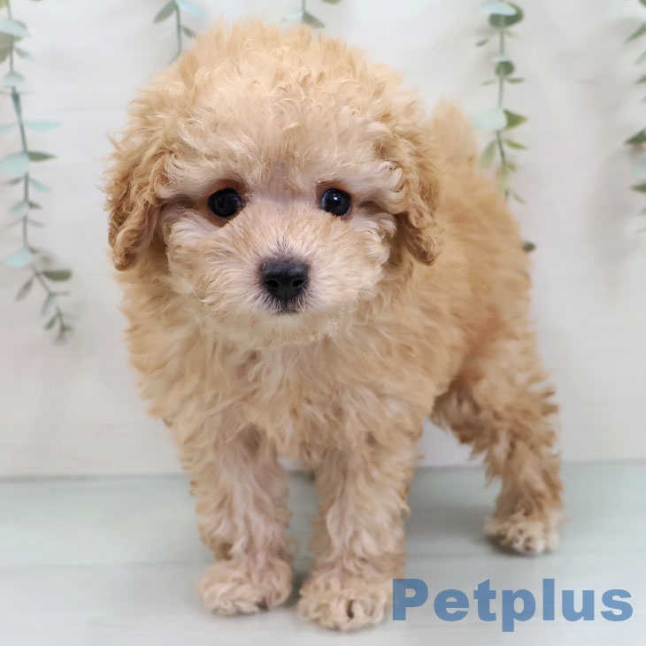 トイ・プードル