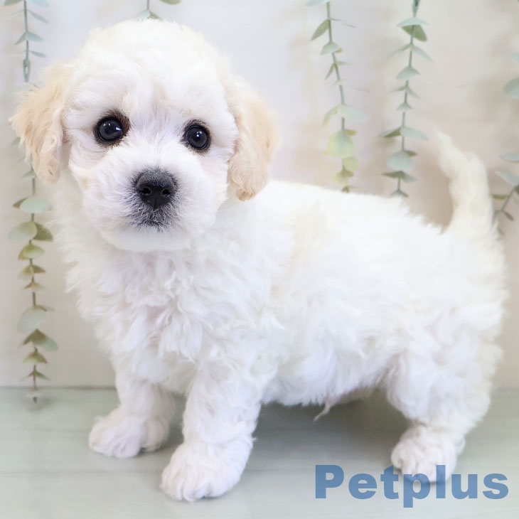 ビション・フリーゼ