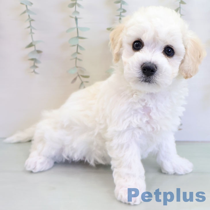 ビション・フリーゼの写真2