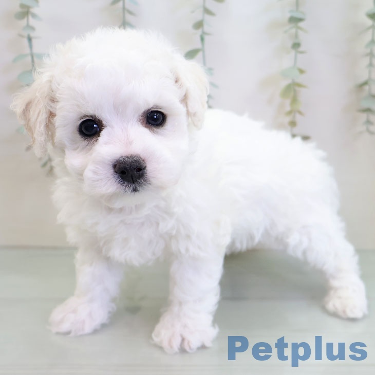 ビション・フリーゼ