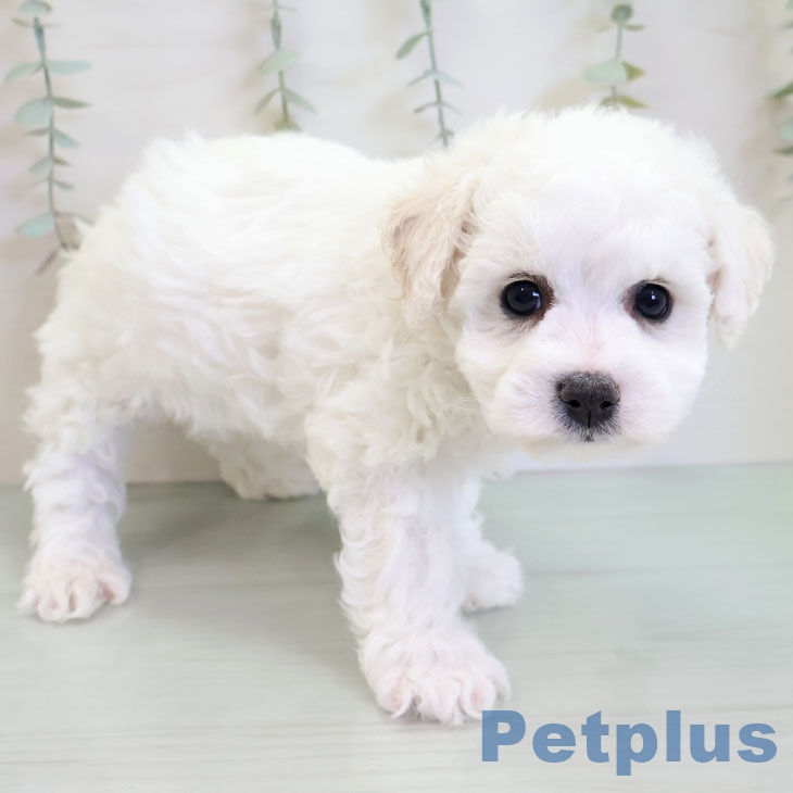 ビション・フリーゼの写真2