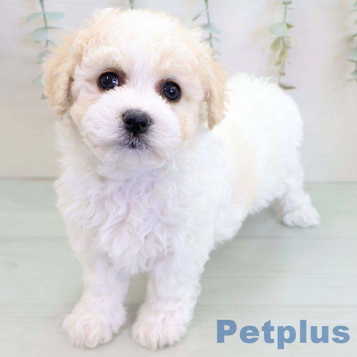 ビション・フリーゼ