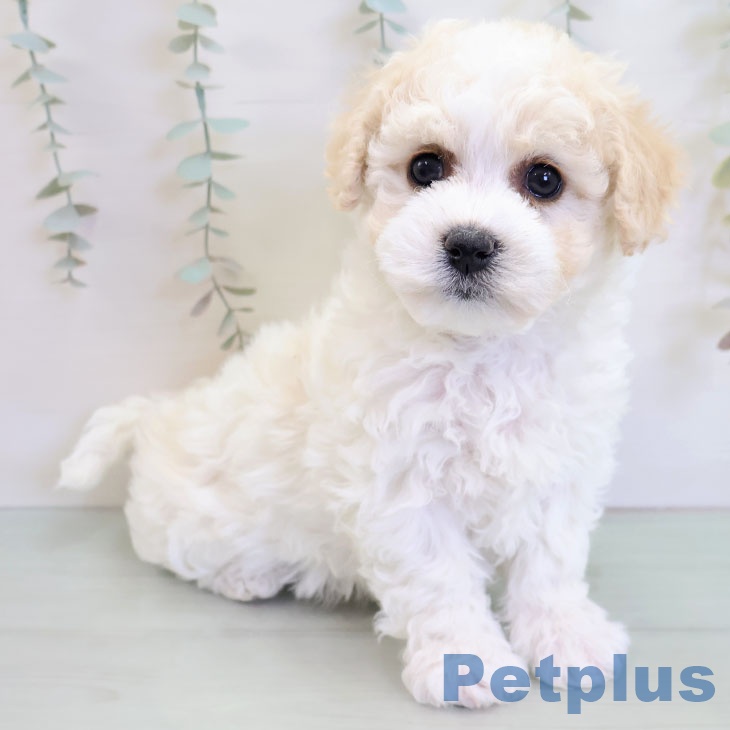 ビション・フリーゼの写真2