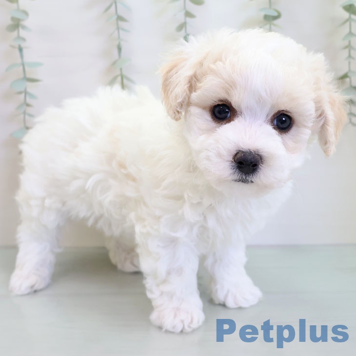 ビション・フリーゼ