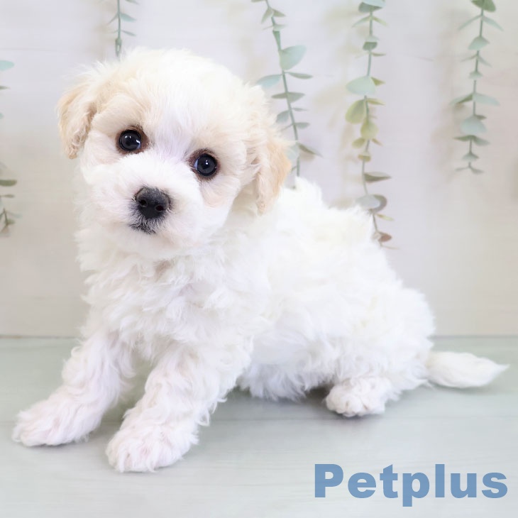 ビション・フリーゼの写真2