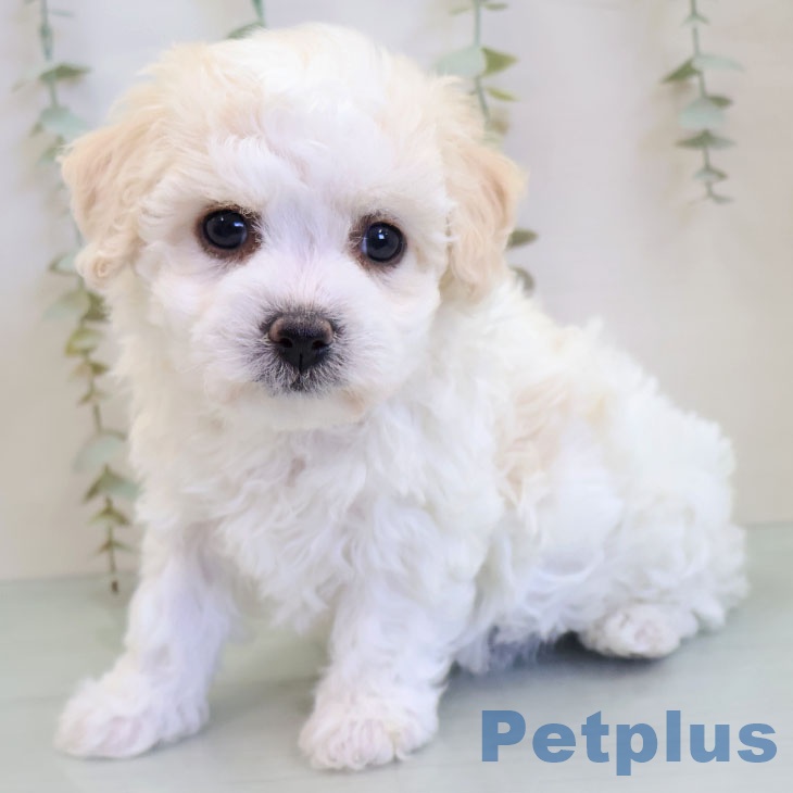 ビション・フリーゼ