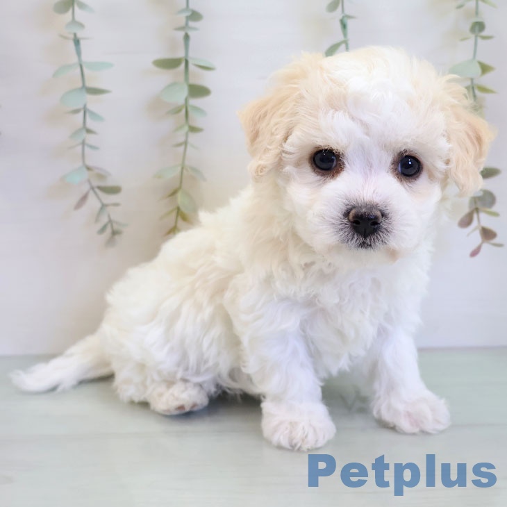 ビション・フリーゼの写真2