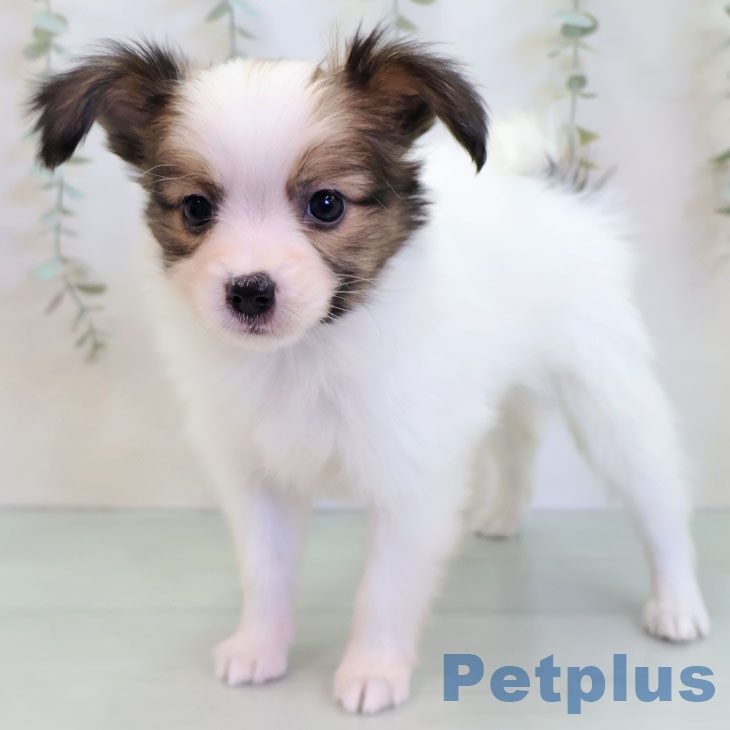 パピヨンの写真2