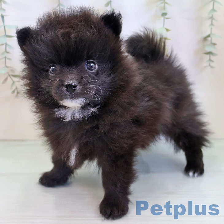 ポメラニアンの写真2