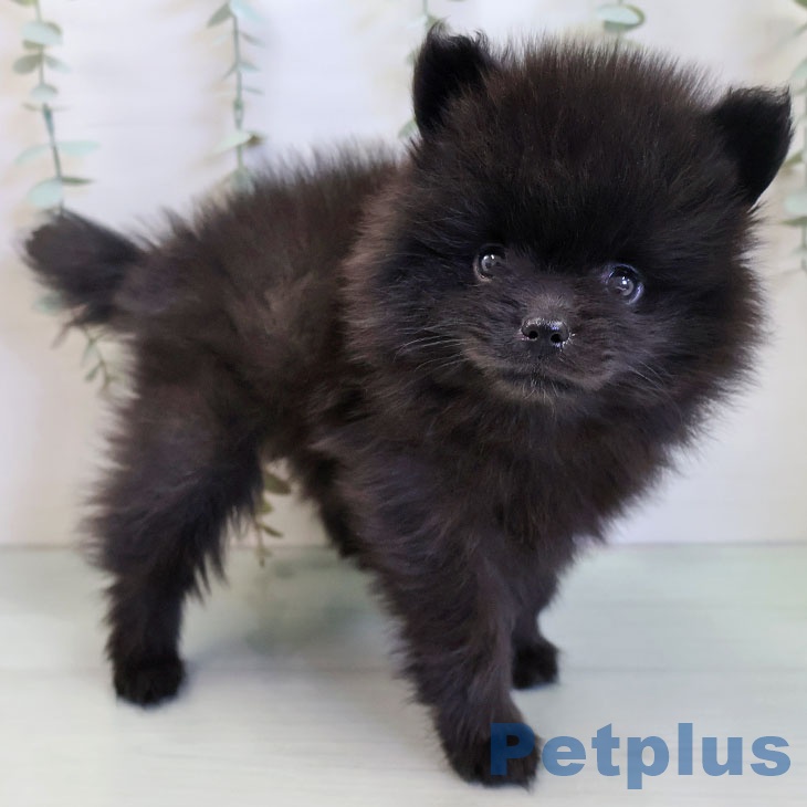 ポメラニアンの写真2