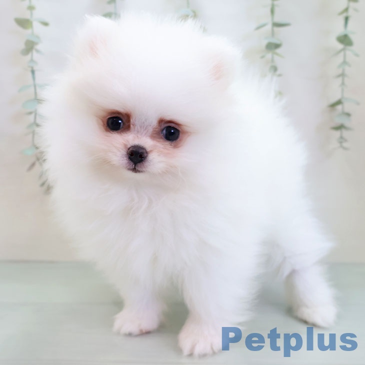 ポメラニアンの写真2