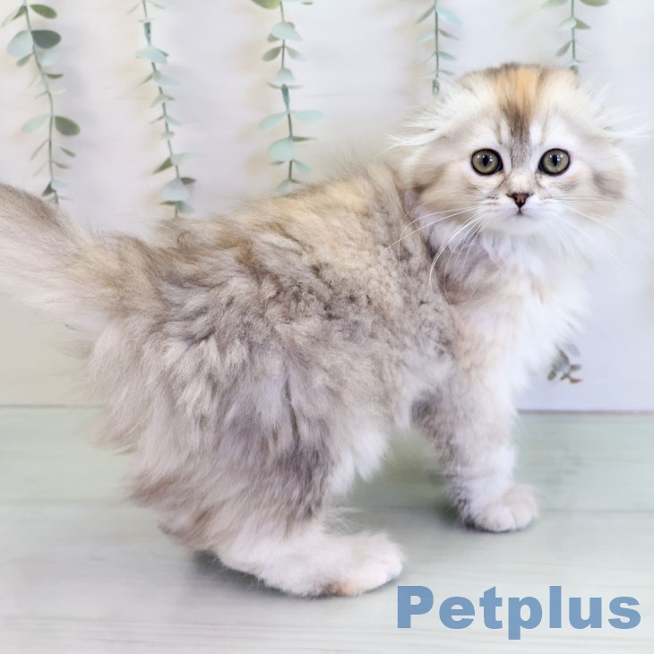 スコティッシュフォールド