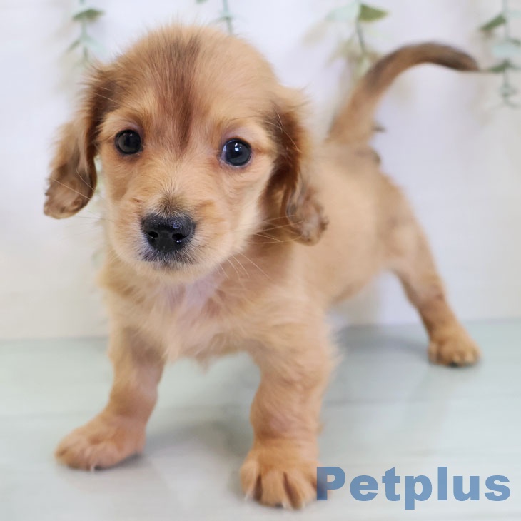 ミニチュア・ダックスフンド