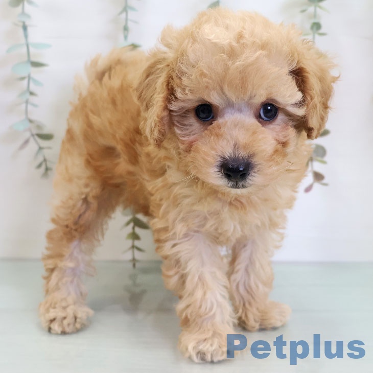 トイ・プードル