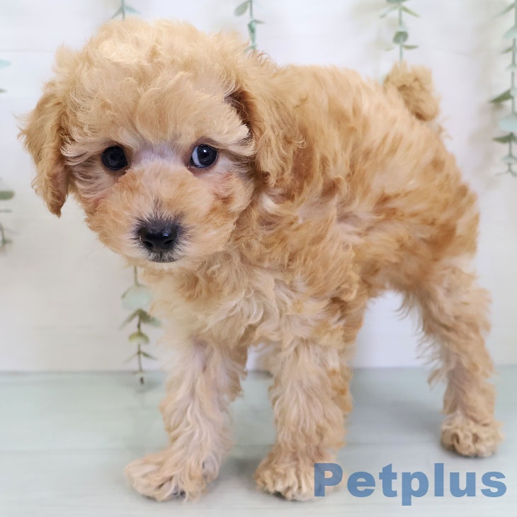 トイ・プードルの写真2