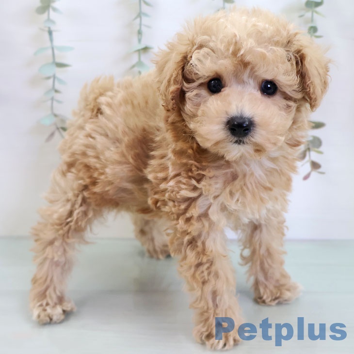 トイ・プードル