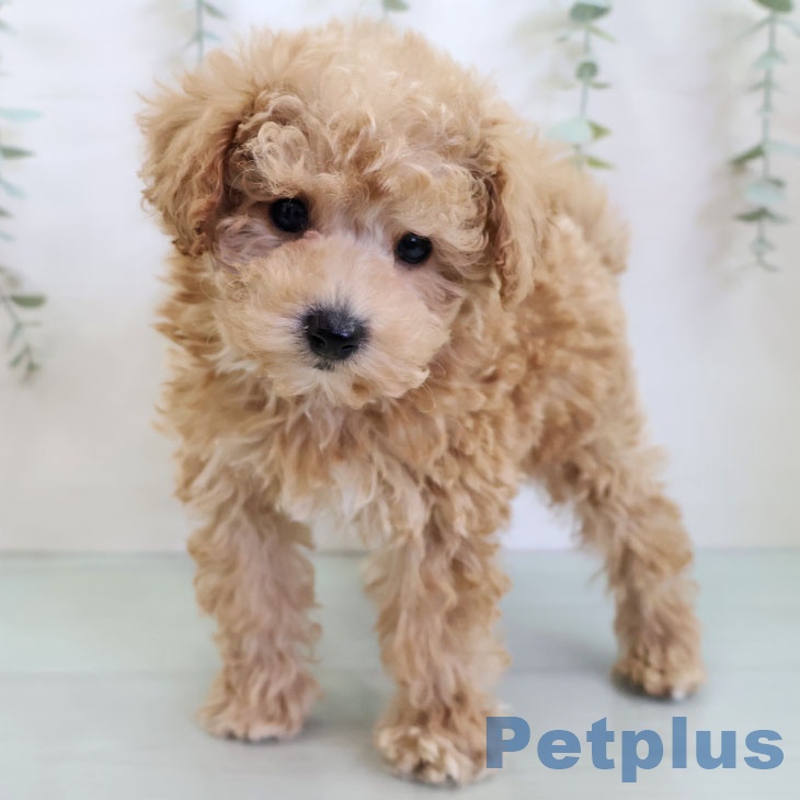 トイ・プードルの写真2