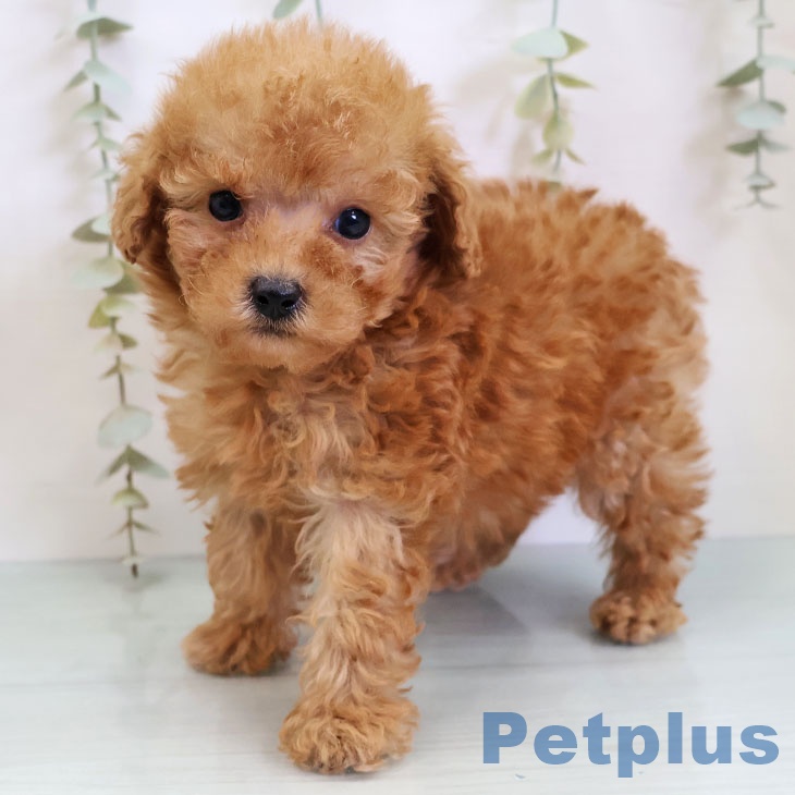 トイ・プードル