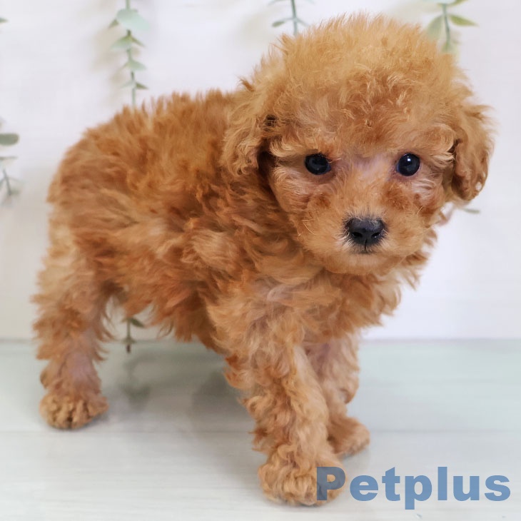 トイ・プードルの写真2