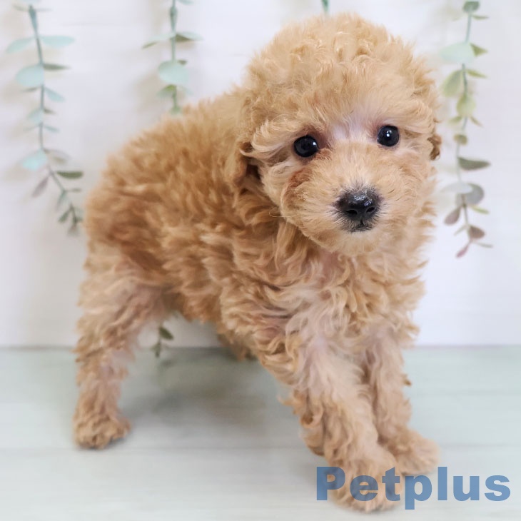 トイ・プードル