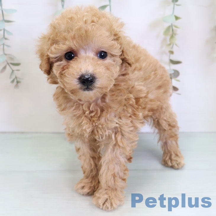 トイ・プードルの写真2