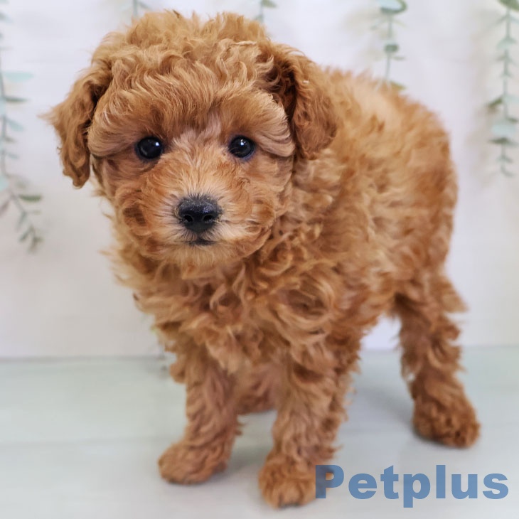 トイ・プードル