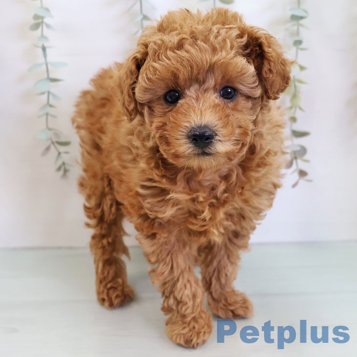 トイ・プードルの写真2