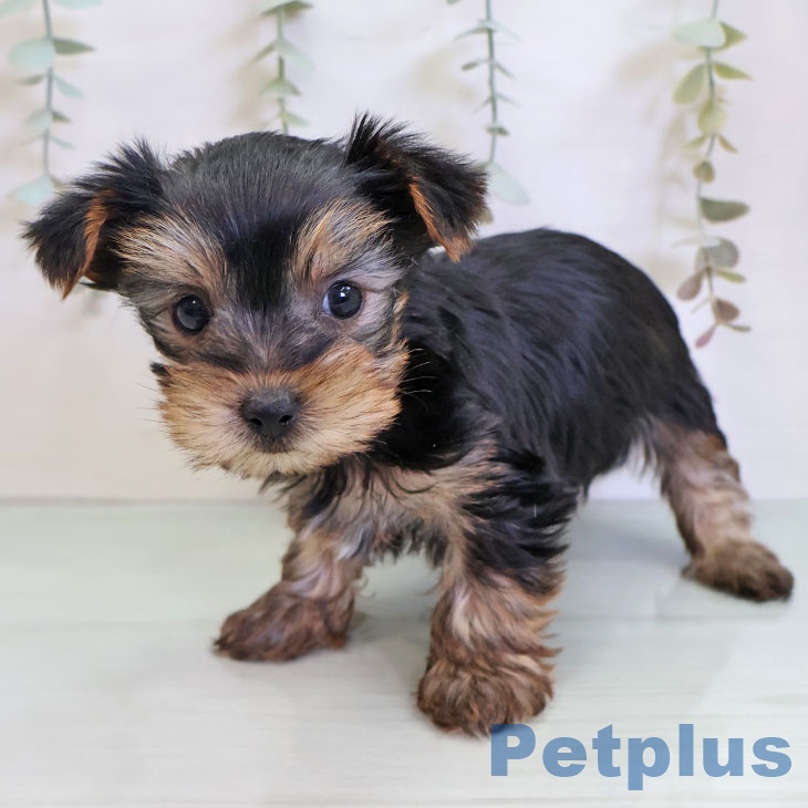 ヨークシャー・テリアの写真2