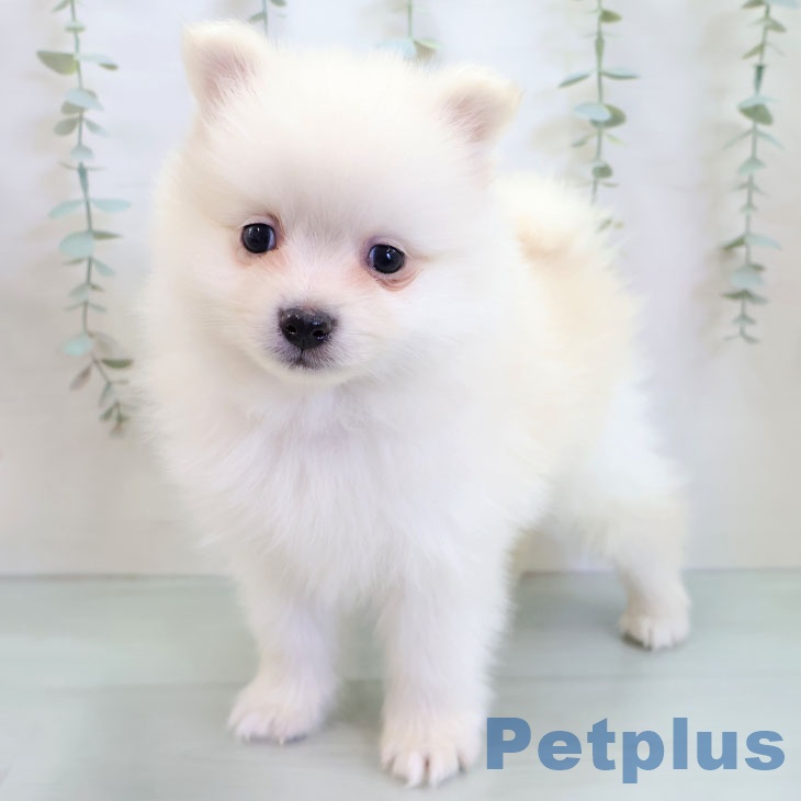 ポメラニアンの写真2