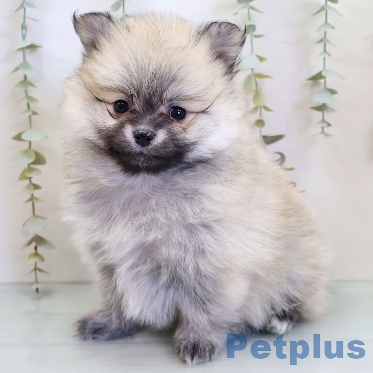 ポメラニアンの写真2