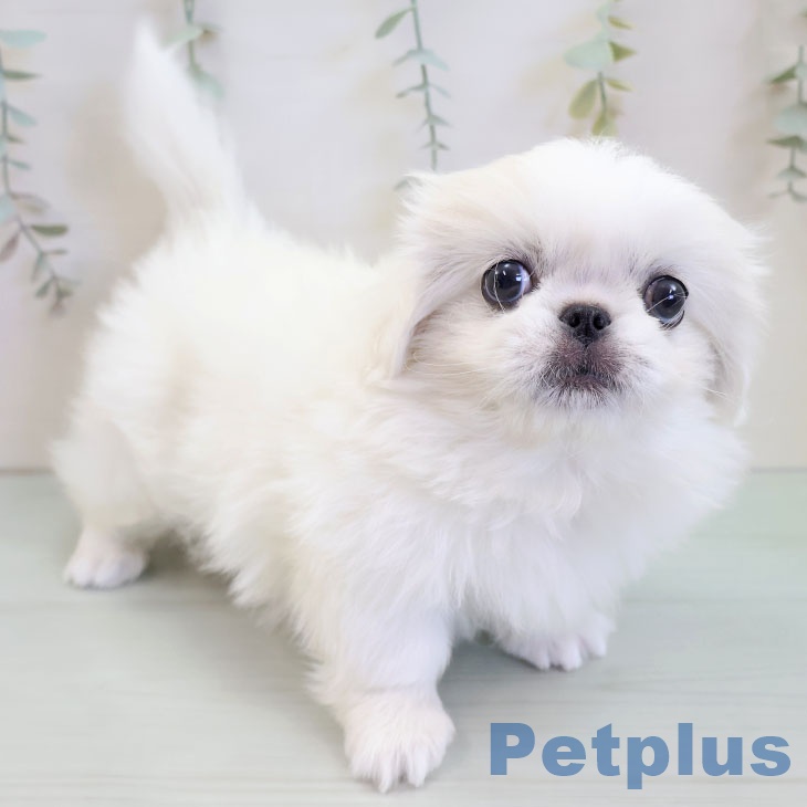 ペキニーズの写真2