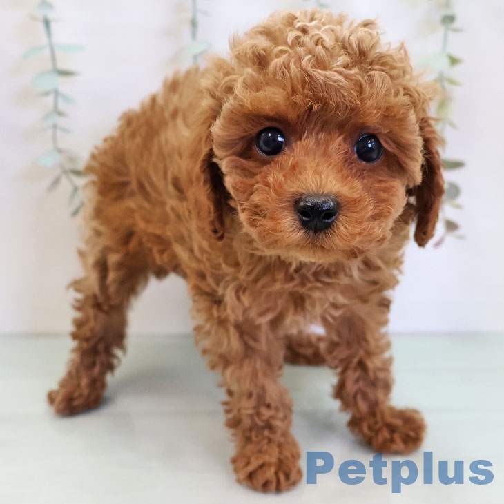 トイ・プードル