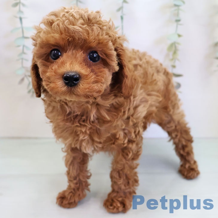 トイ・プードルの写真2