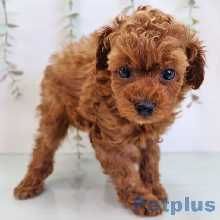 トイ・プードル